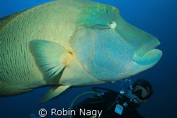 Diver observing a Napoleon Wrasse, Cheilinus undulatus, (... by Robin Nagy 